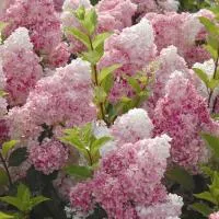 Саженцы гортензии метельчатой (Hydrangea paniculata), в контейнере