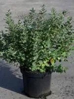 Спирея березолистная Spiraea betulifolia, 0,6-0,7м, ОКС, 3-4лет