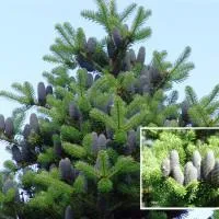 Пихта корейская Abies koreana