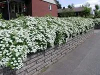 Спирея березолистная Spiraea betulifolia